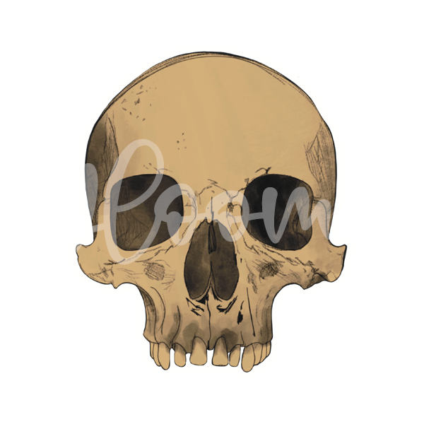 Skull