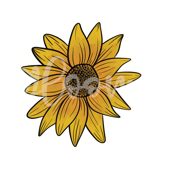 Sunflower 002