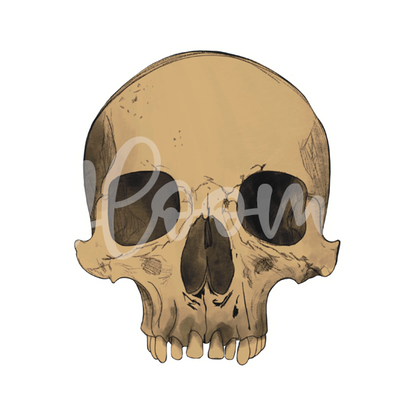 Skull