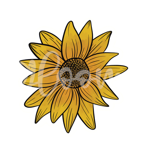 Sunflower 002